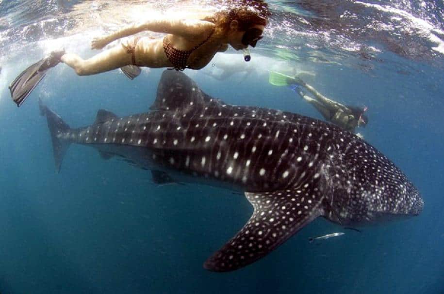 whale shark watching