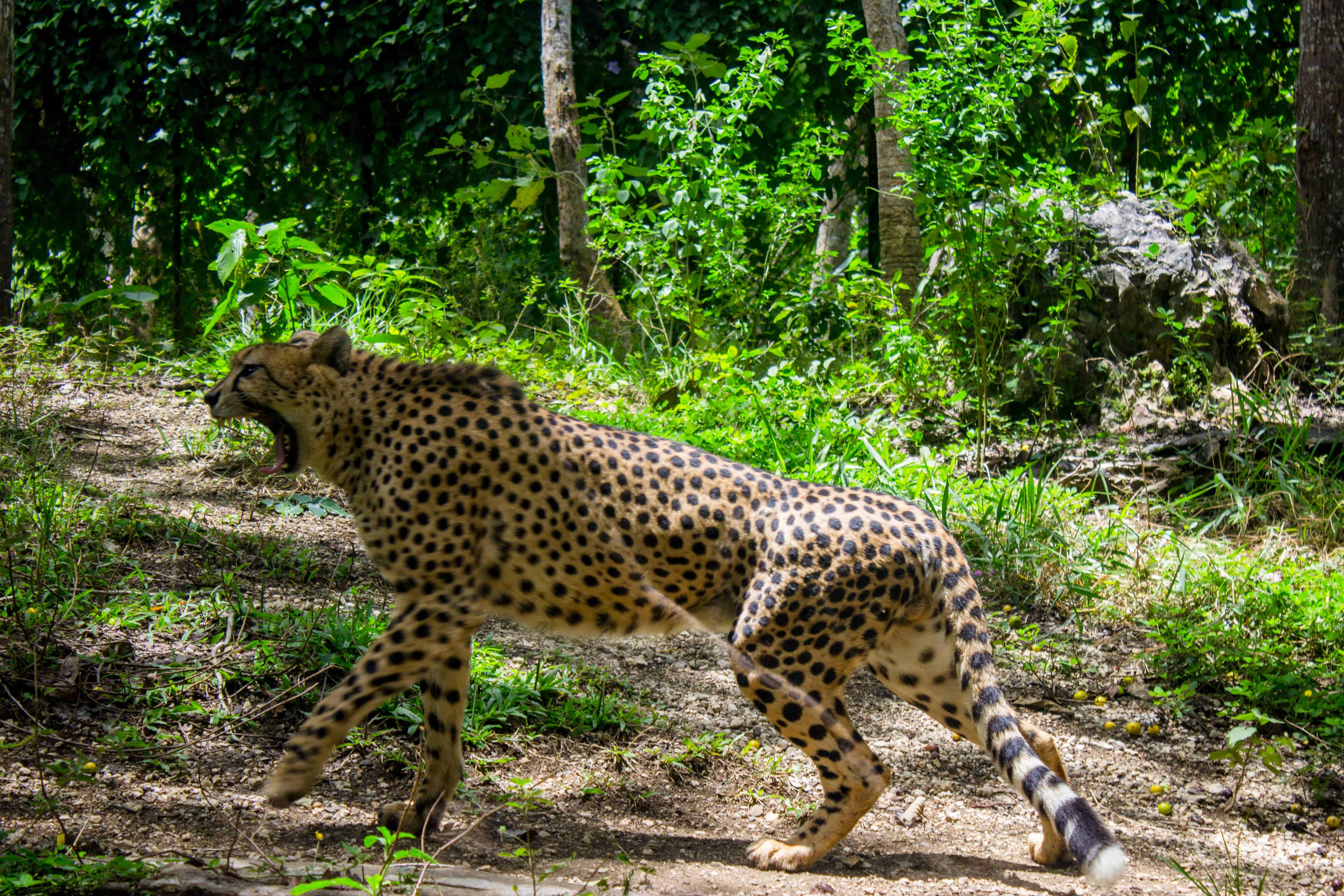 cebu safari review