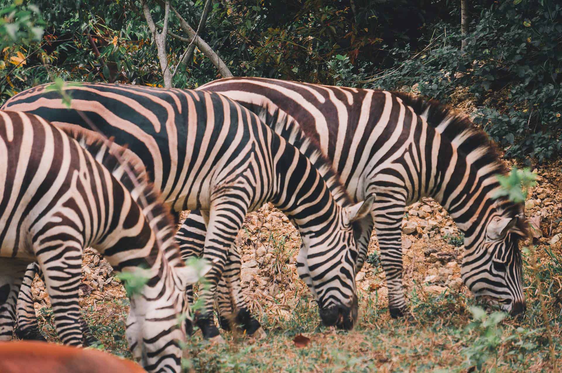 cebu safari animals (3)