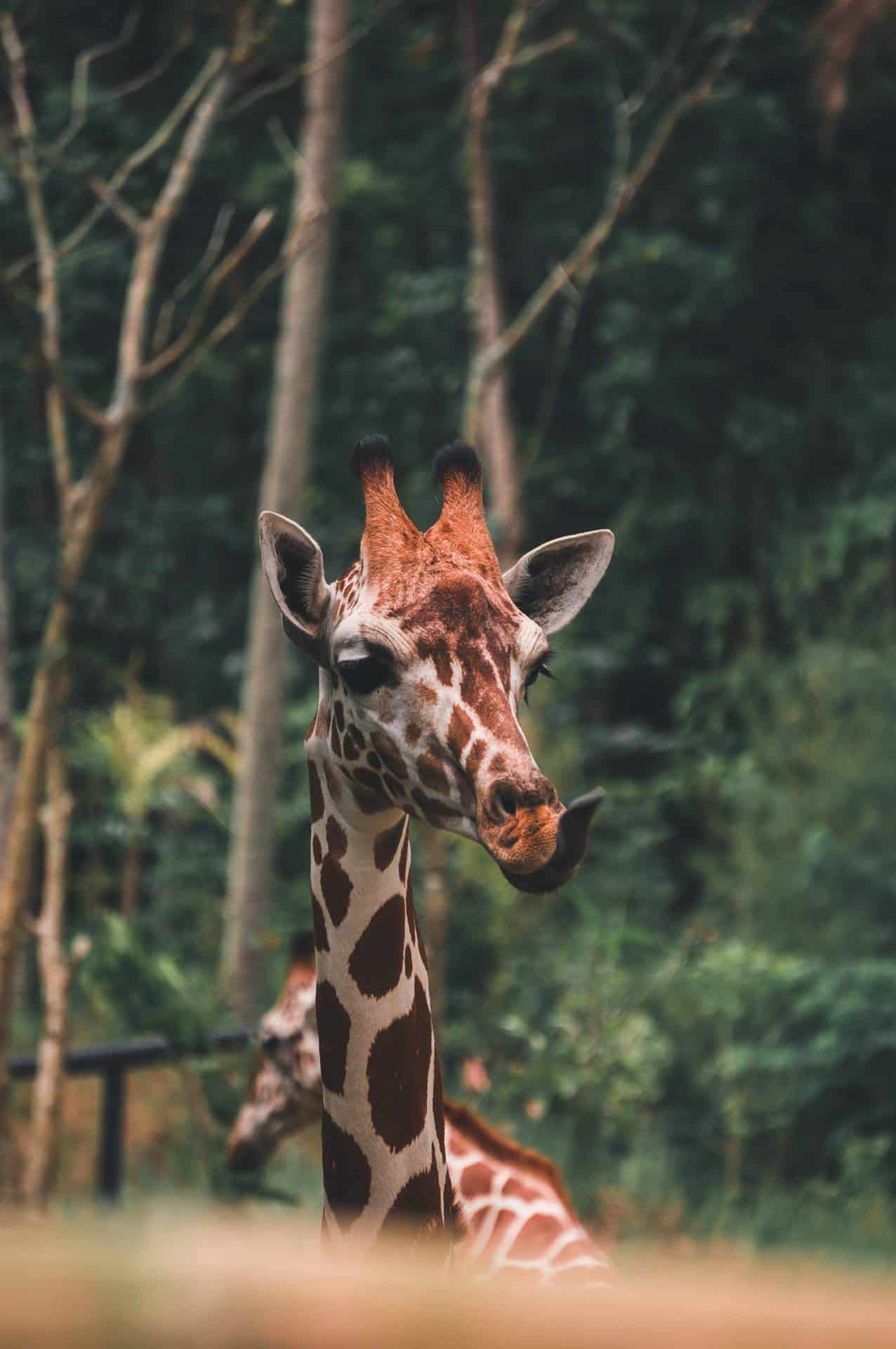 cebu safari giraffe