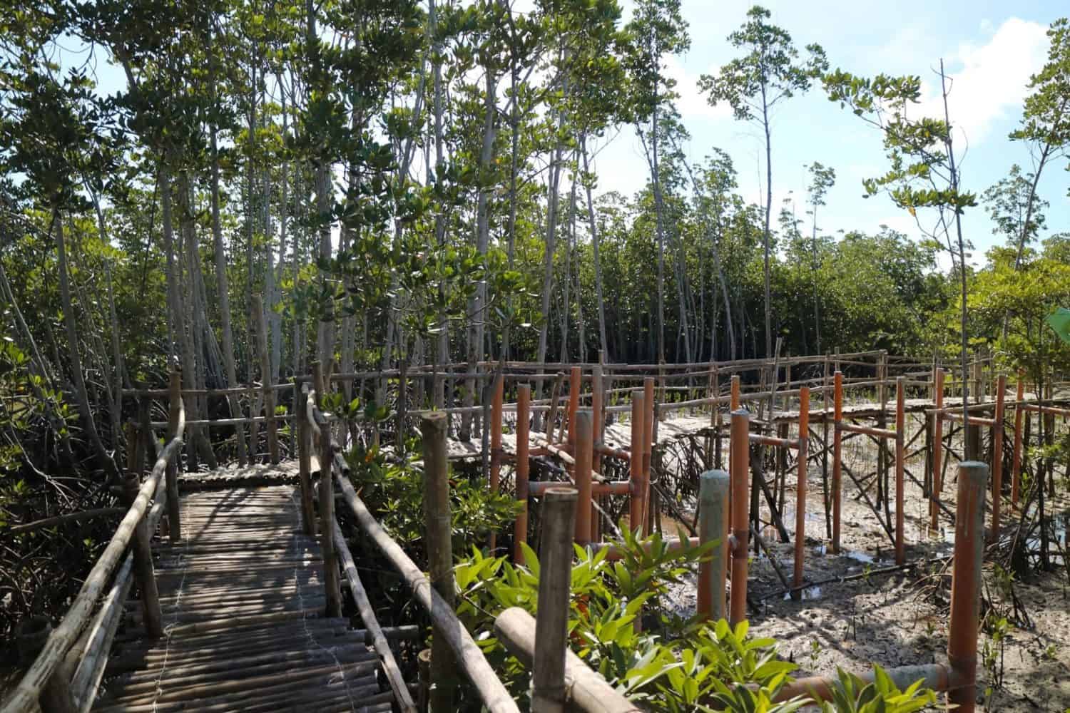 mangrove bantayan