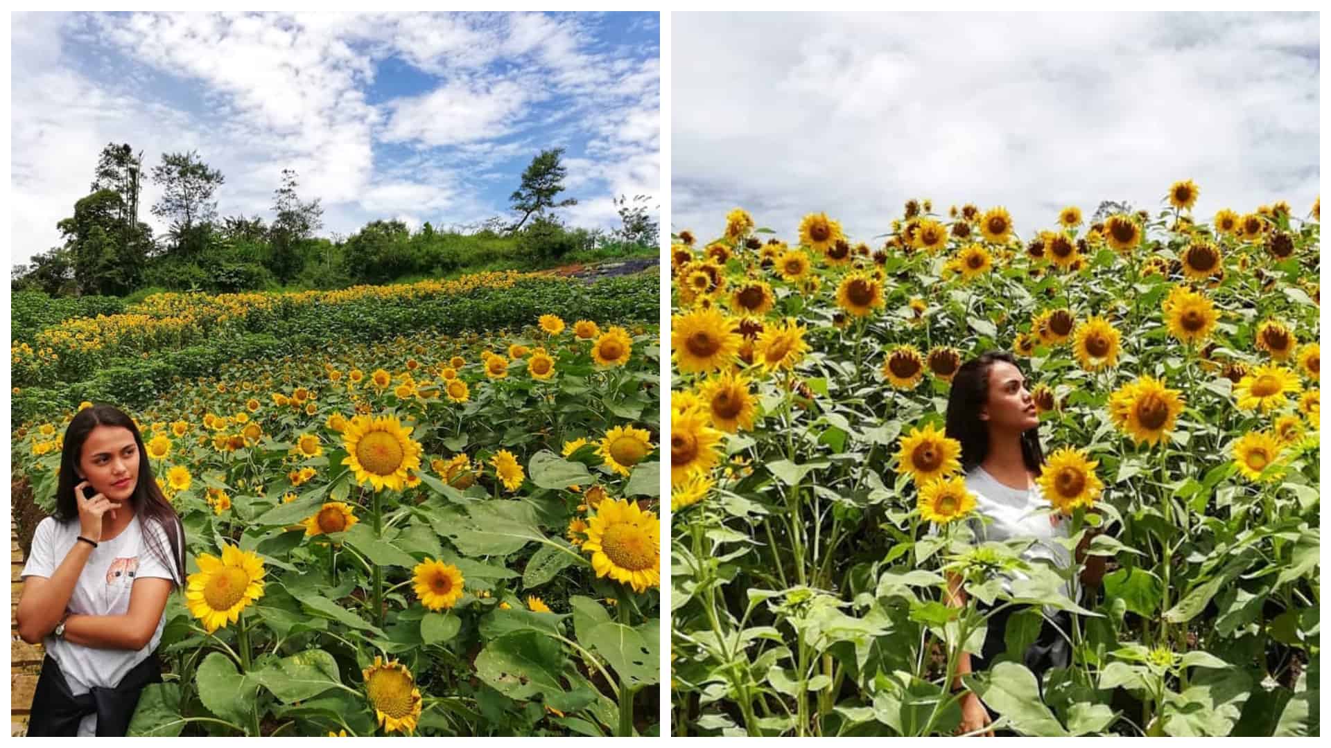 2 sunflower farm dalaguete cebu