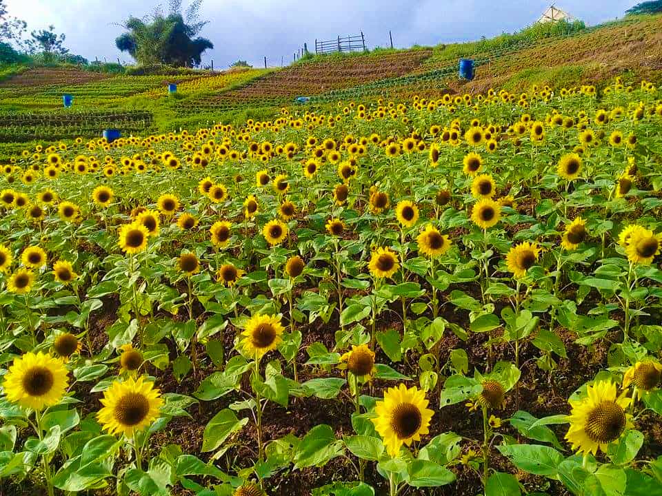 The Beautiful Sunflower Garden in Dalaguete