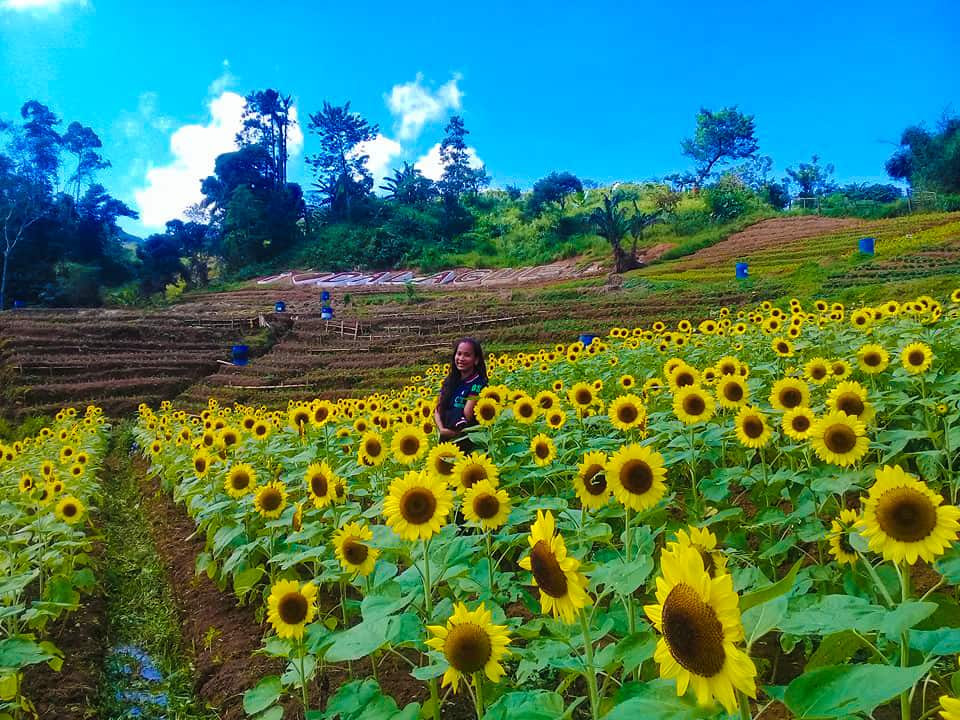 Sunflower Farm Dalaguete (8)