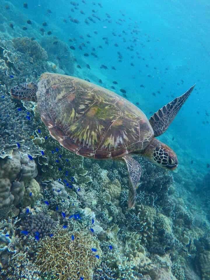 Moalboal Guide: Pescador Island + Sardine Run + Turtle Point + Basdaku ...