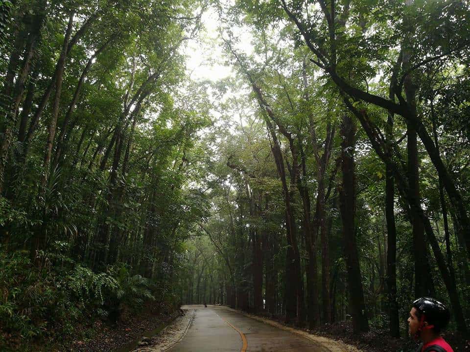 Campo 7 Man-Made Forest Cebu Minglanilla