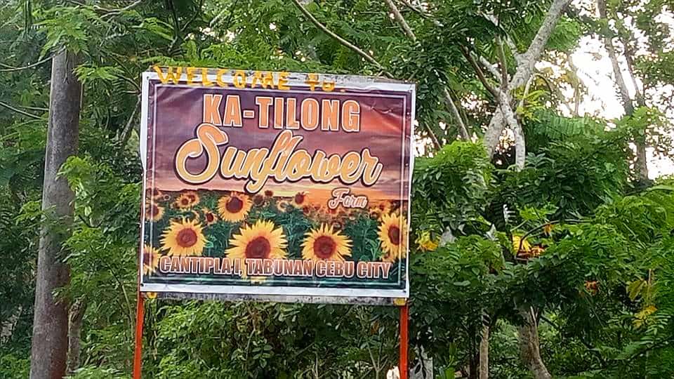 katilong strawberry farm cebu (1)