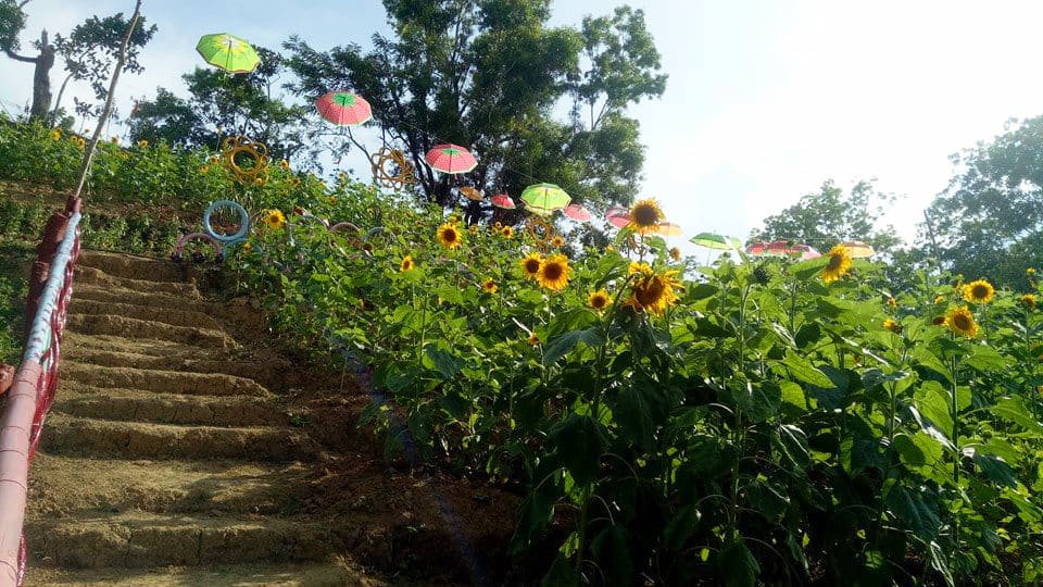 katilong strawberry farm cebu (2)