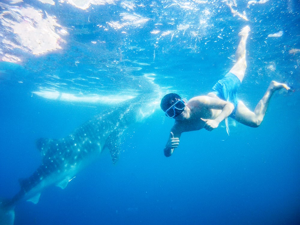whale shark butanding oslob cebu