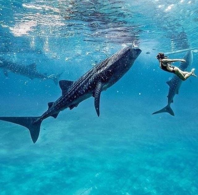 whale shark butanding oslob cebu