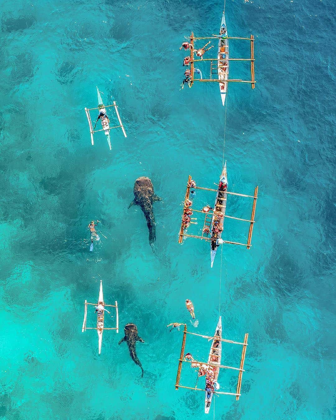 whale shark butanding oslob cebu