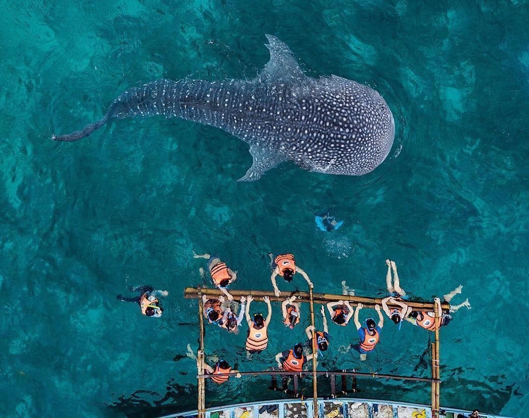 whale shark tourism philippines