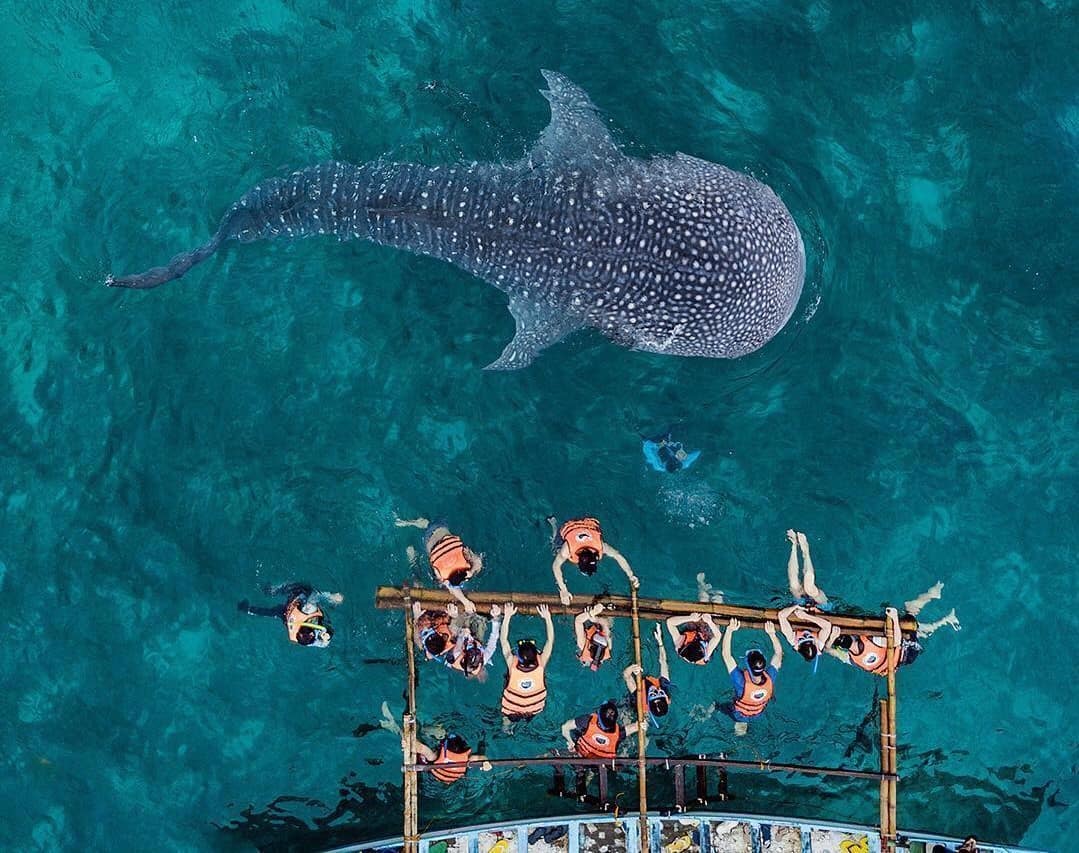 whale shark tour oslob