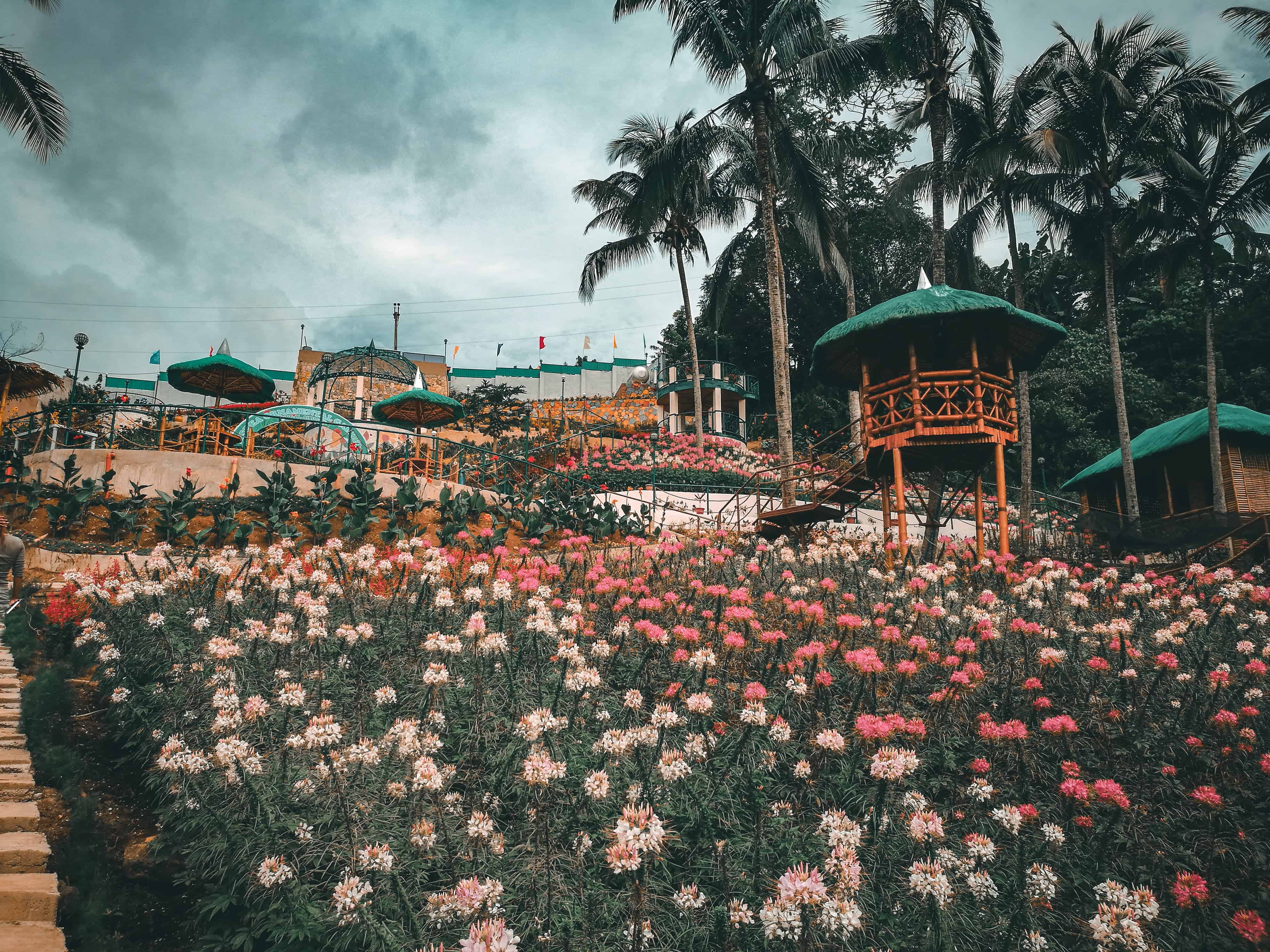 top 5 flower gardens in cebu | sugbo.ph - cebu