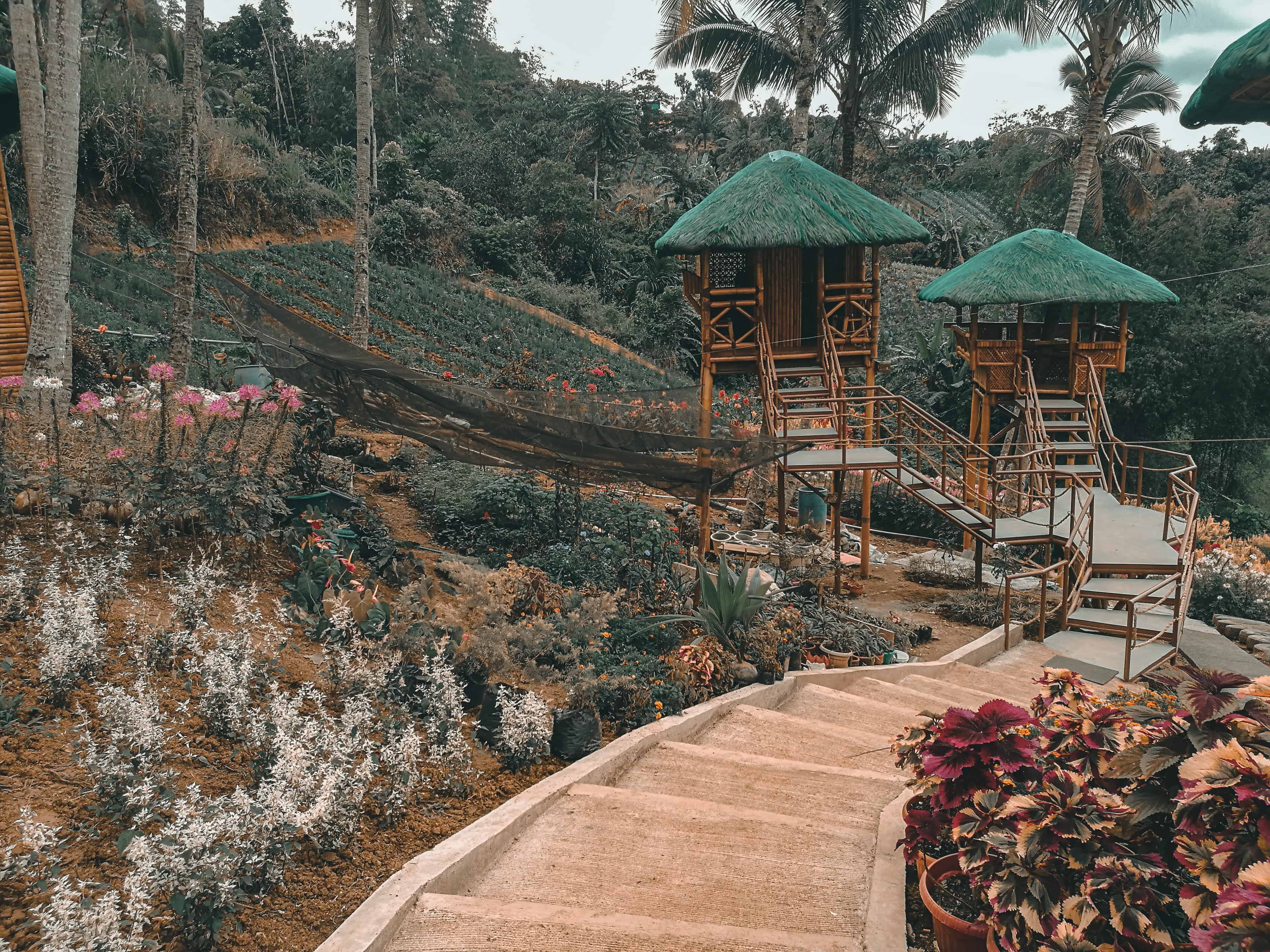 MSDEA Ornamental Garden: Heavenly flower farm in Cebu City ...