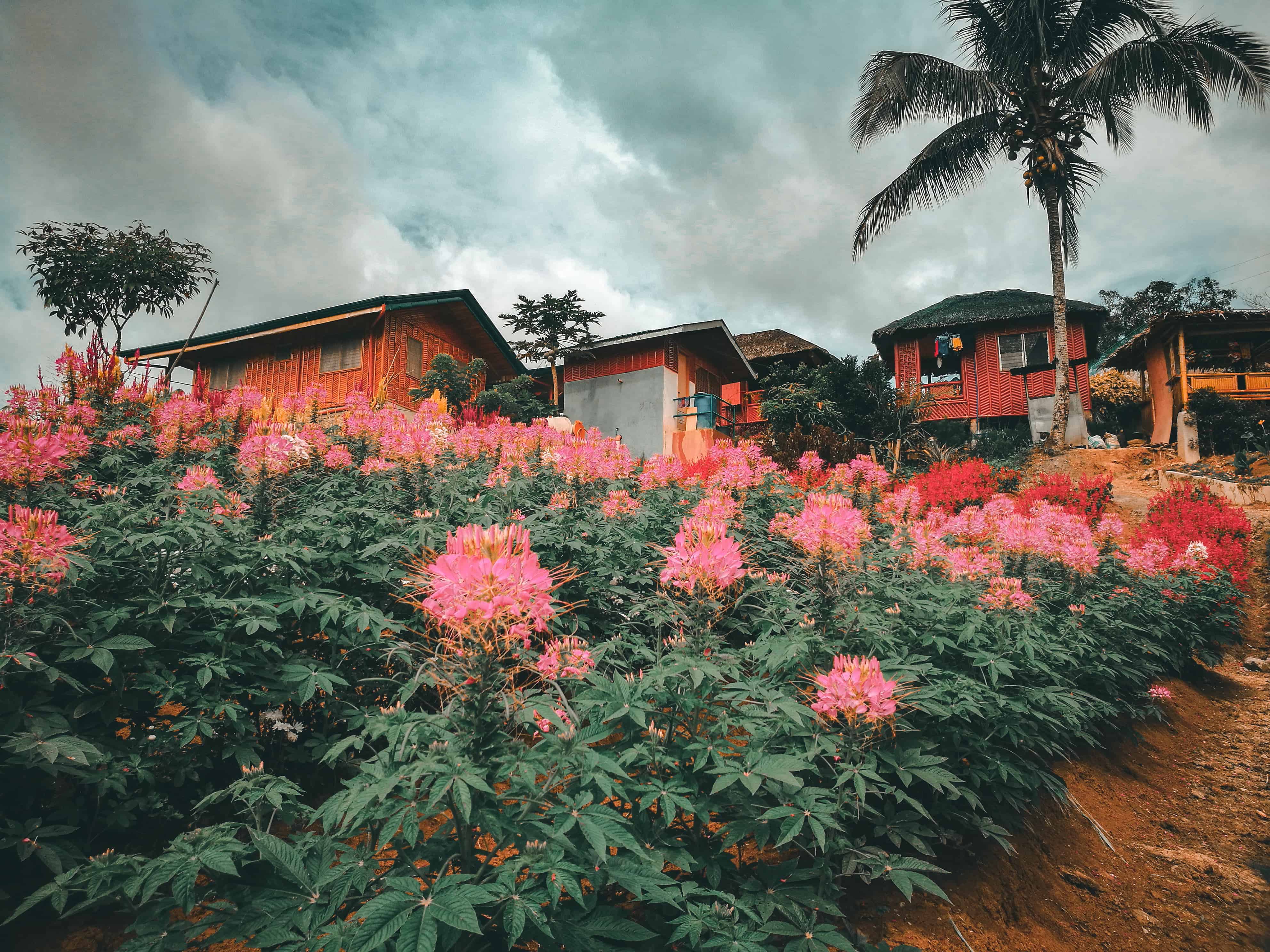 MSDEA Ornamental Garden Cebu City (4)