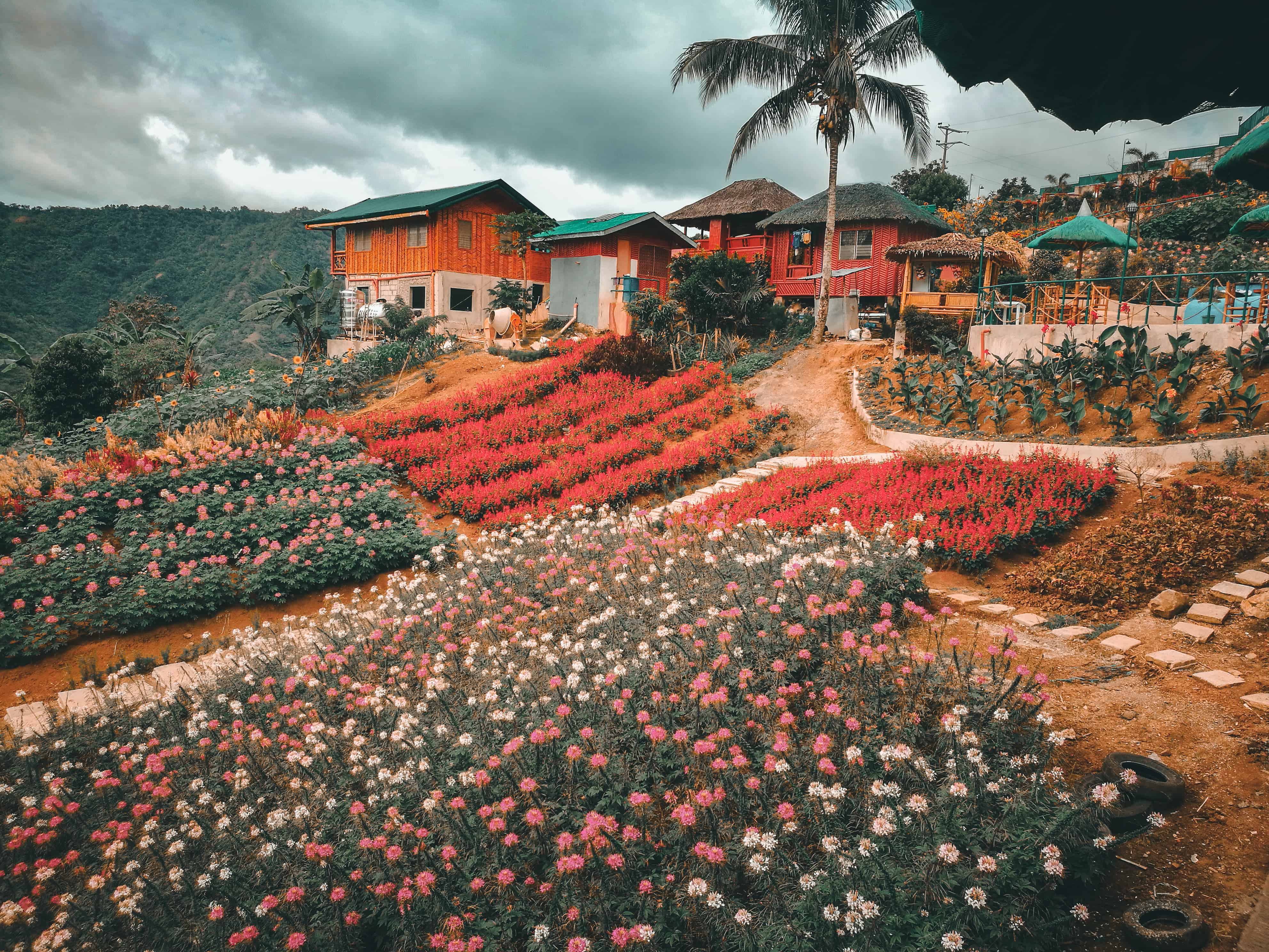 top 5 flower gardens in cebu | sugbo.ph - cebu