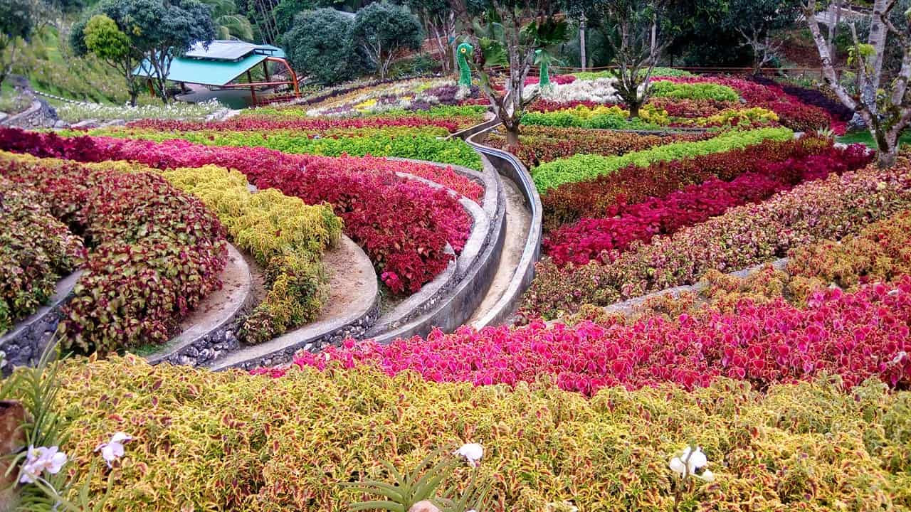 cebu safari flower garden (1)