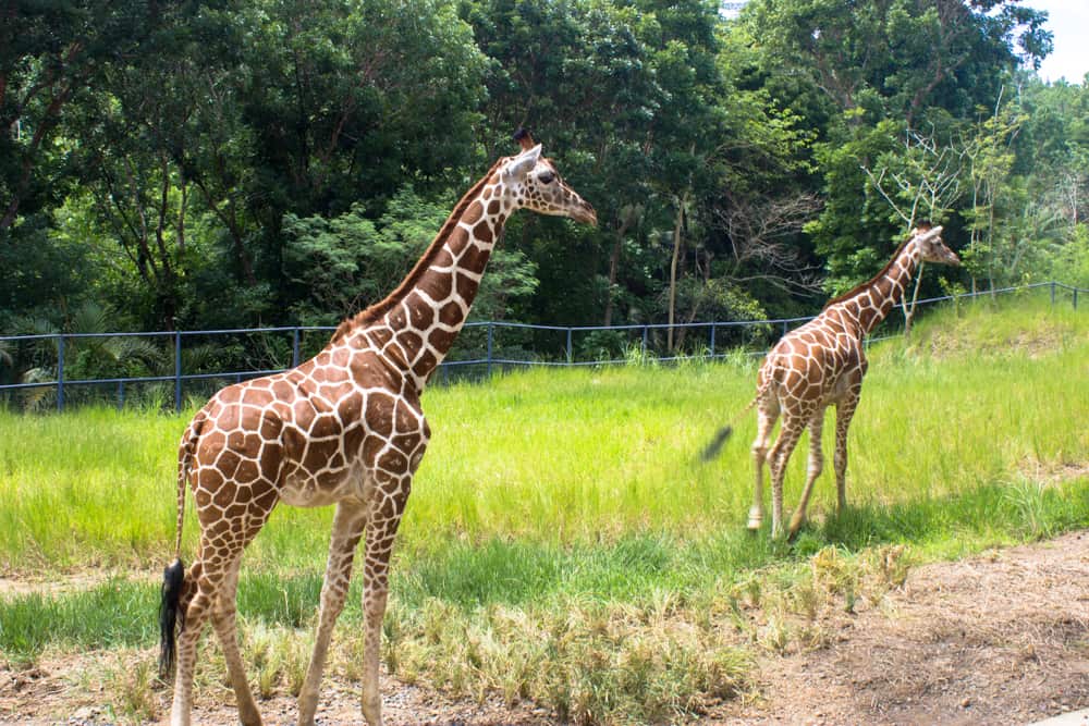 cebuzoo-1