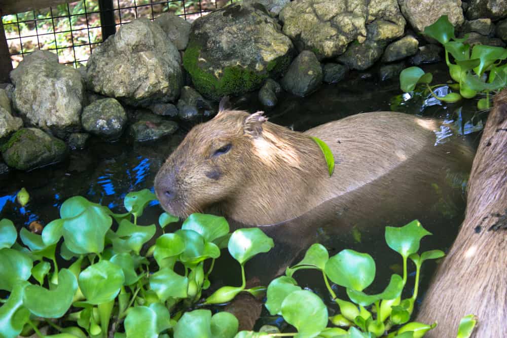 cebuzoo-2