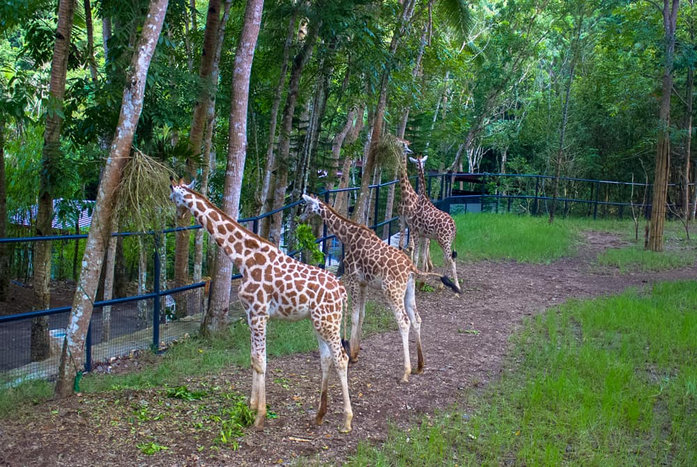 cebuzoo-3