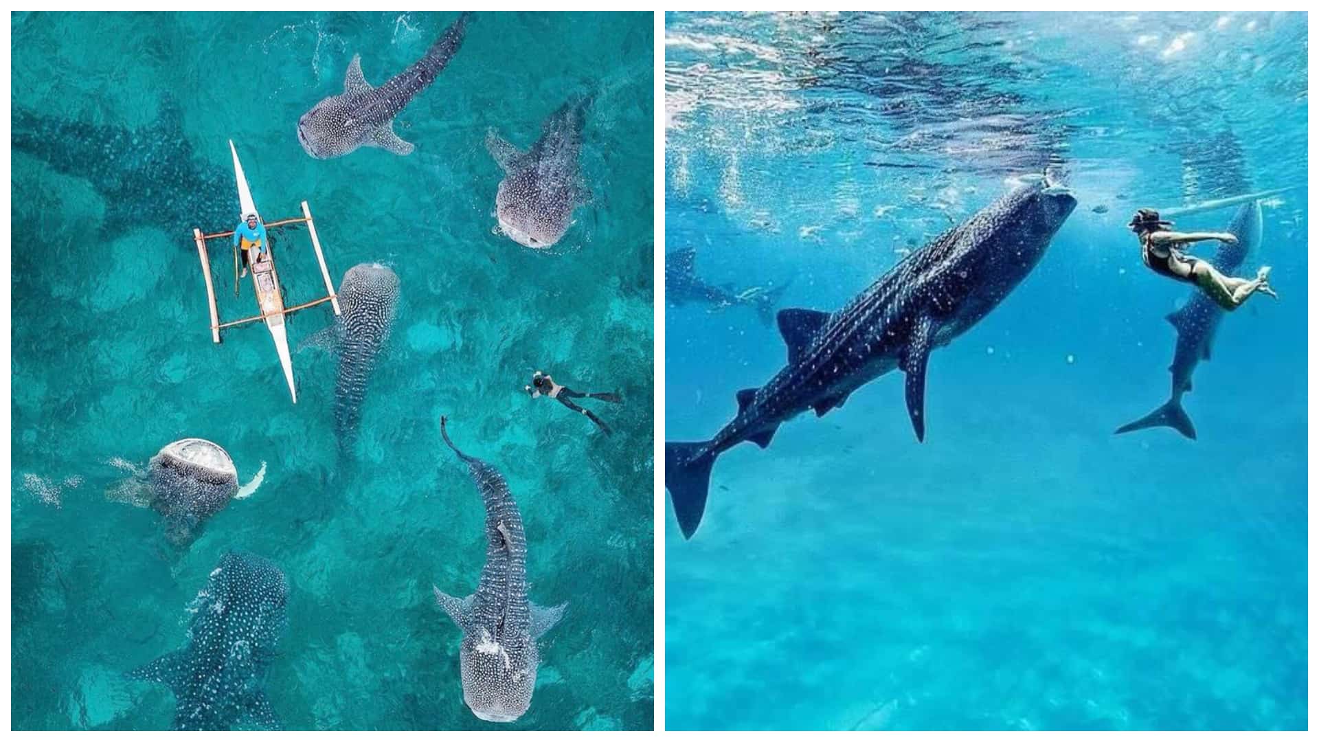 2022 Travel Guide: Whale Shark Watching in Oslob