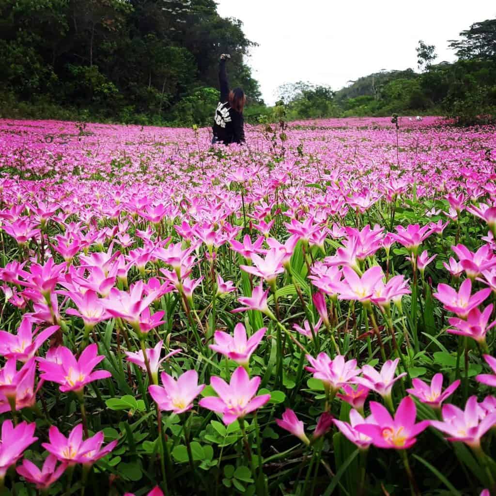 Pink Aseret Flowers Oslob Cebu (2)