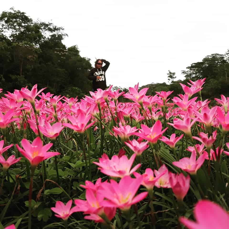 Pink Aseret Flowers Oslob Cebu (5)