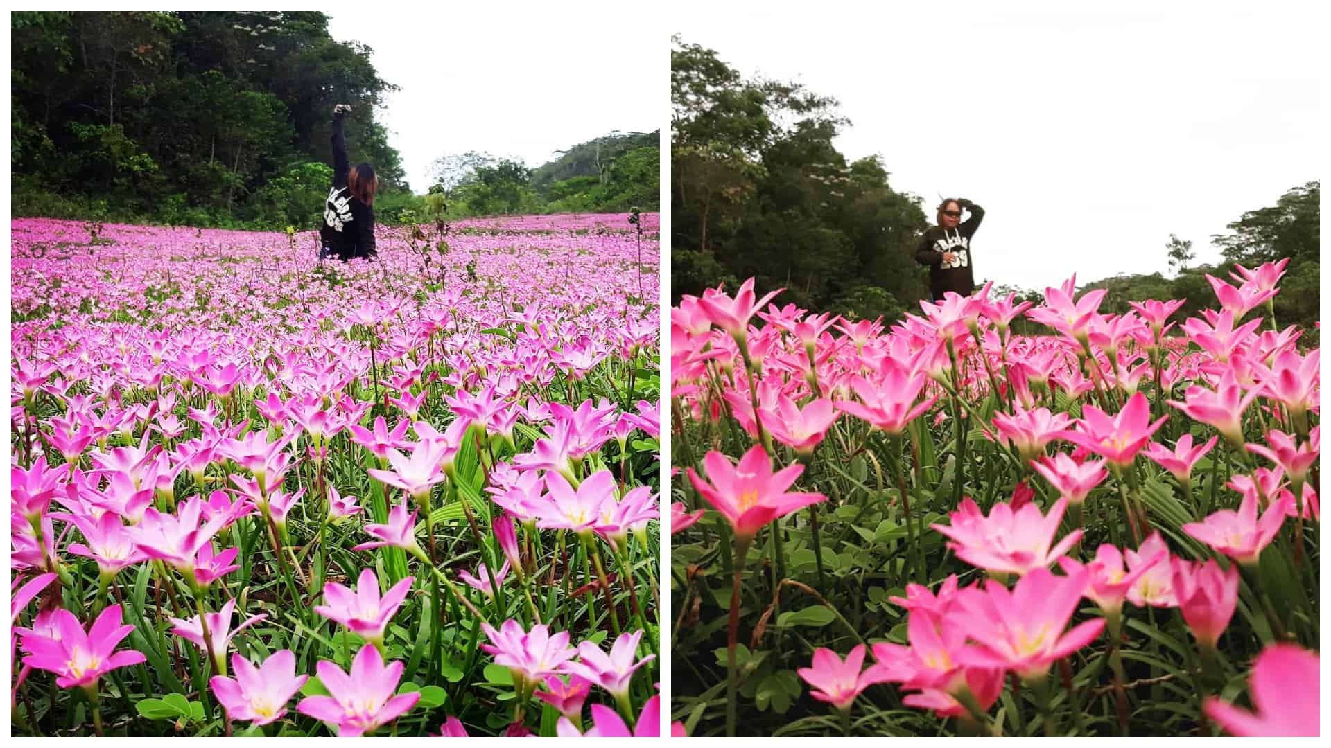 Pink Aseret Flowers Oslob Cebu