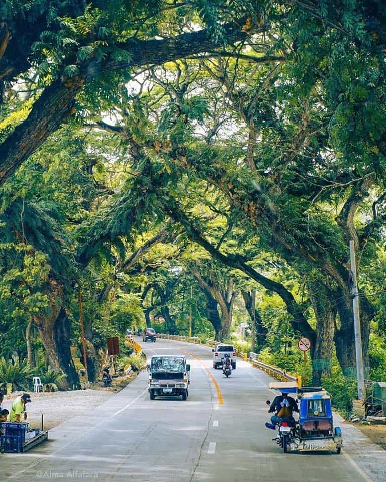 carcar-acacia-trees