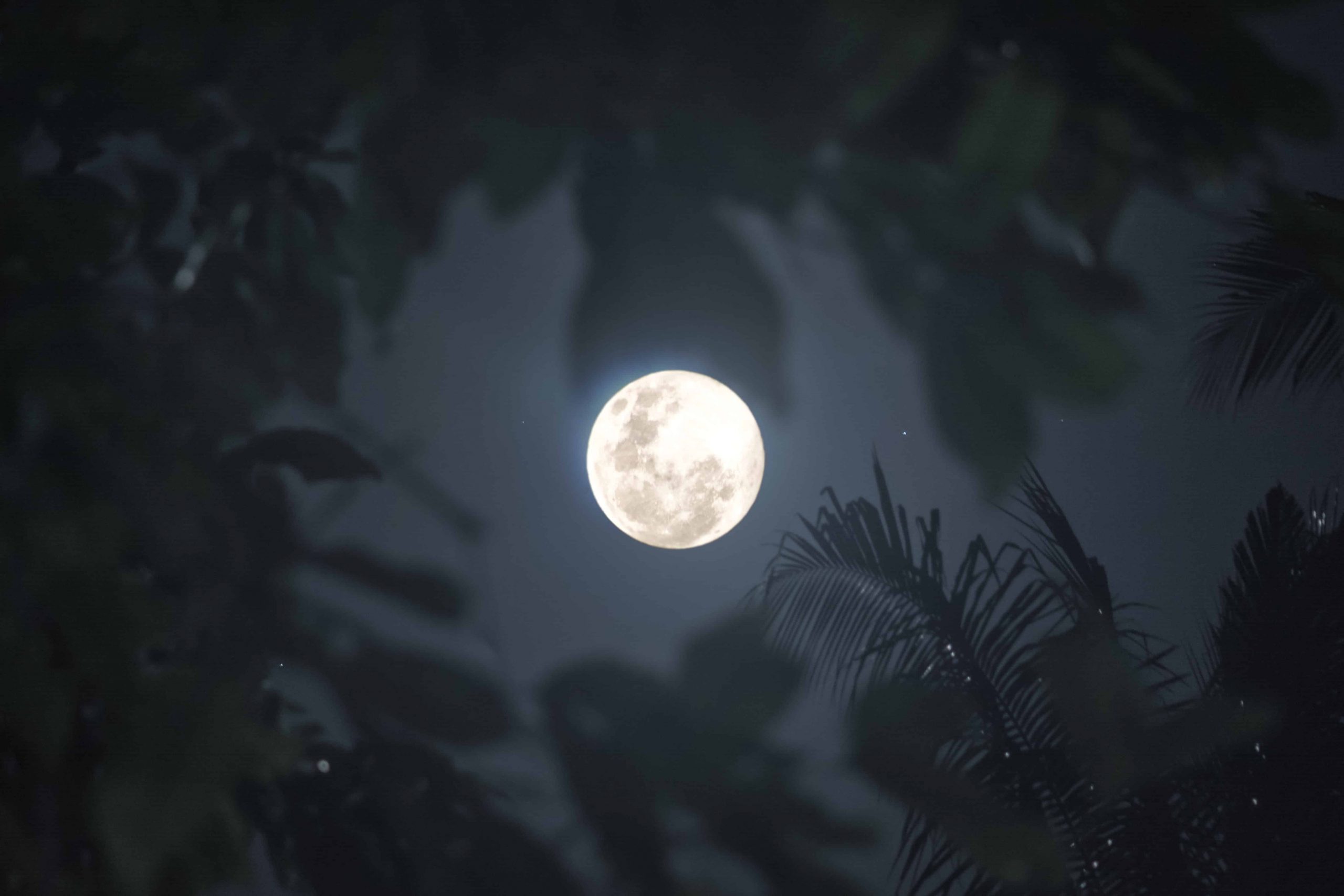 Wolf Moon Eclipse Cebu (1)