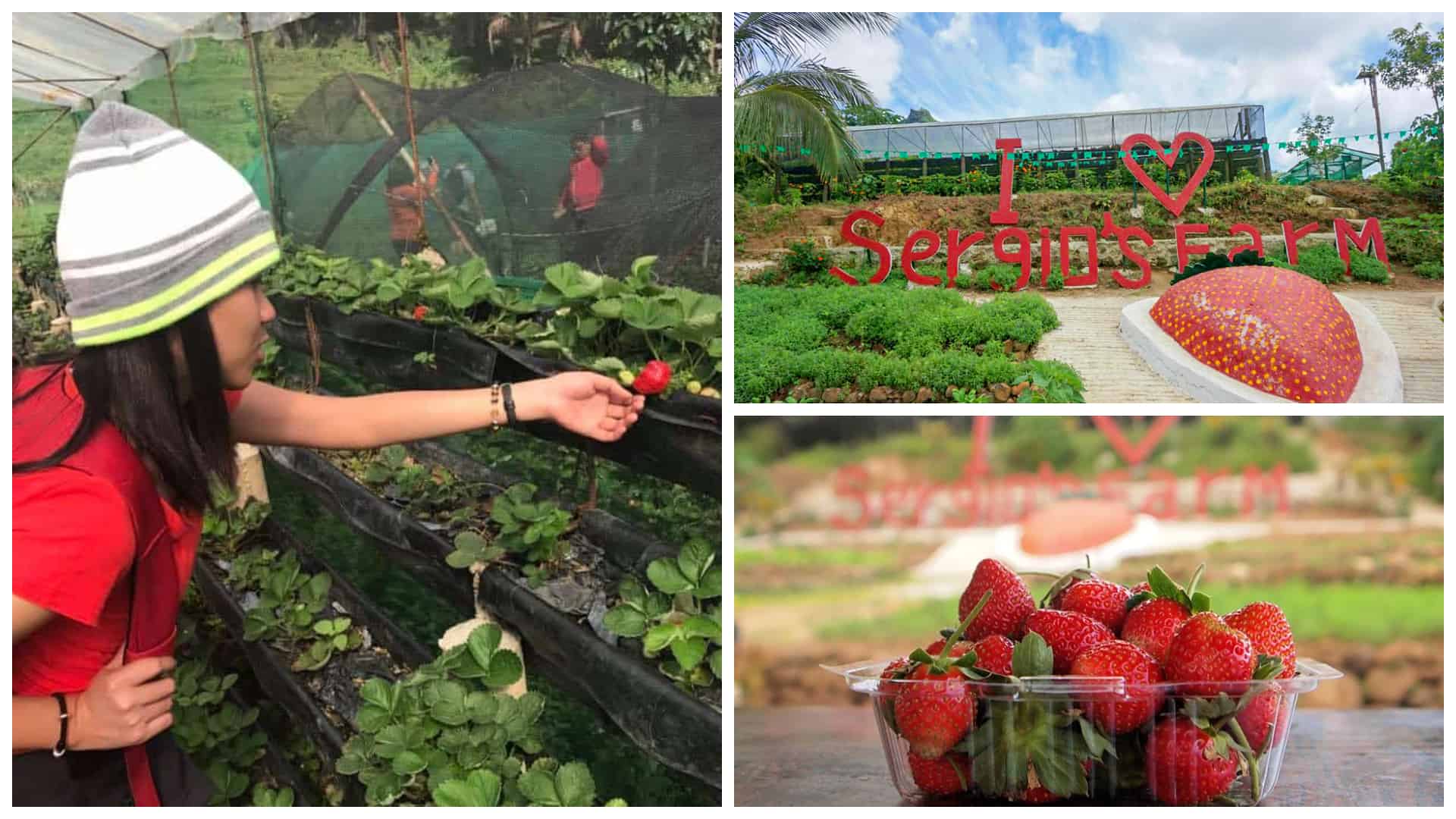 1sergio strawberry farm dalaguete