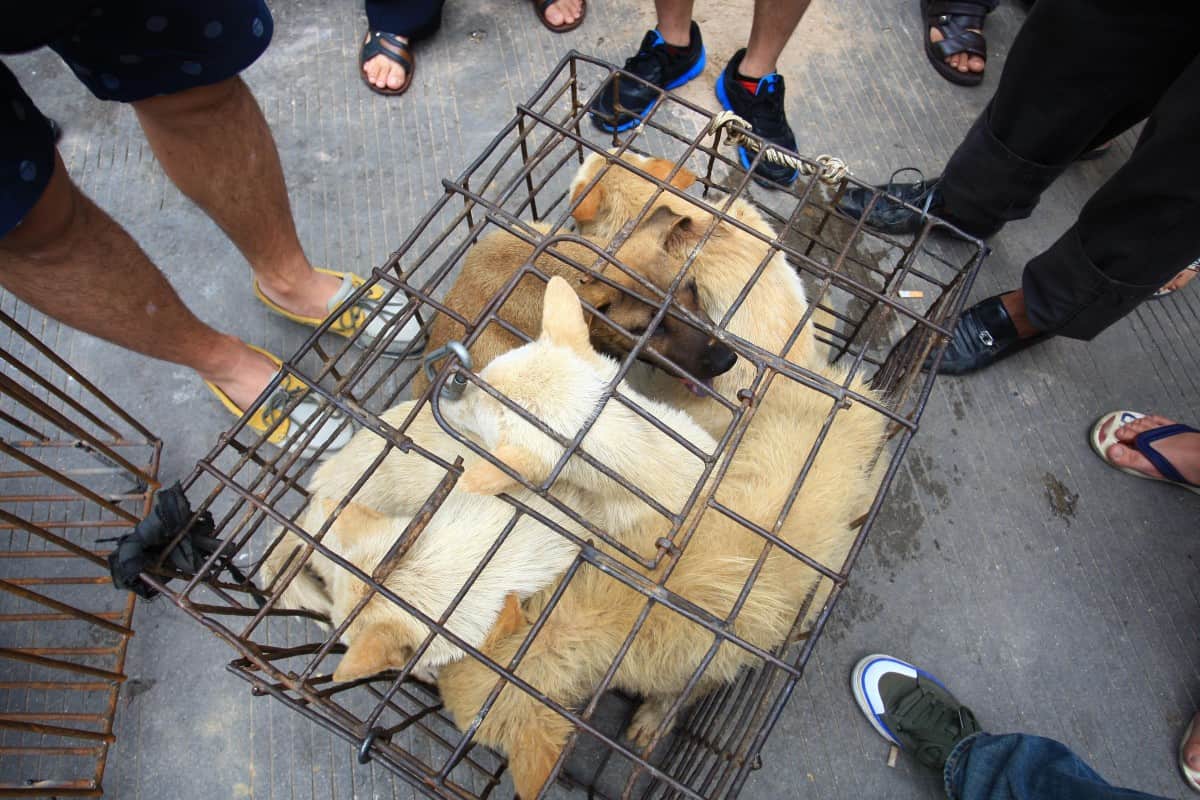 China caged dogs