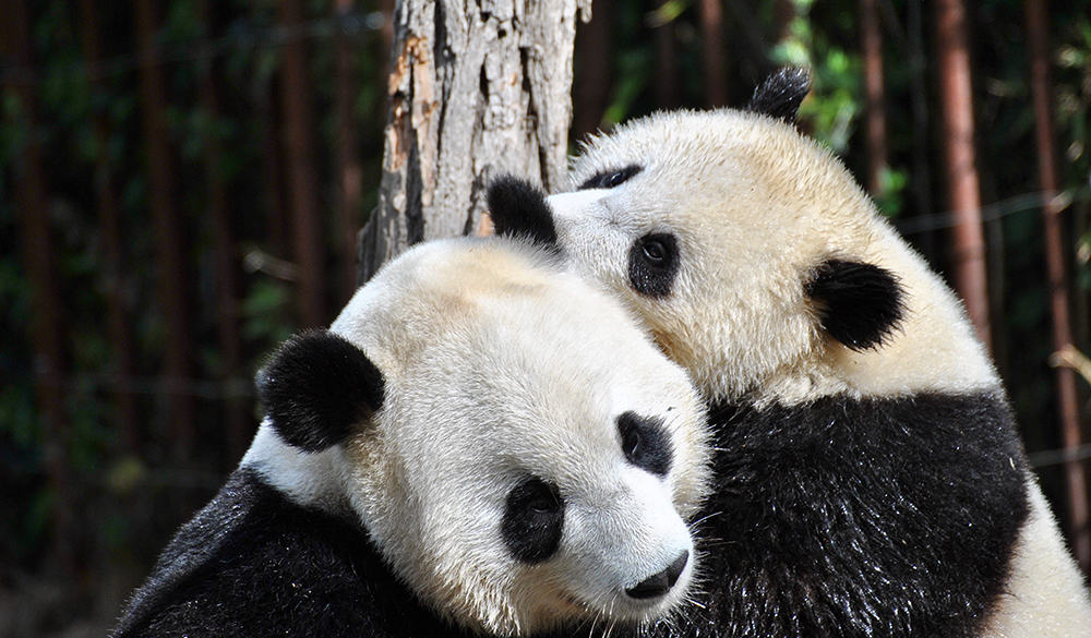 two pandas