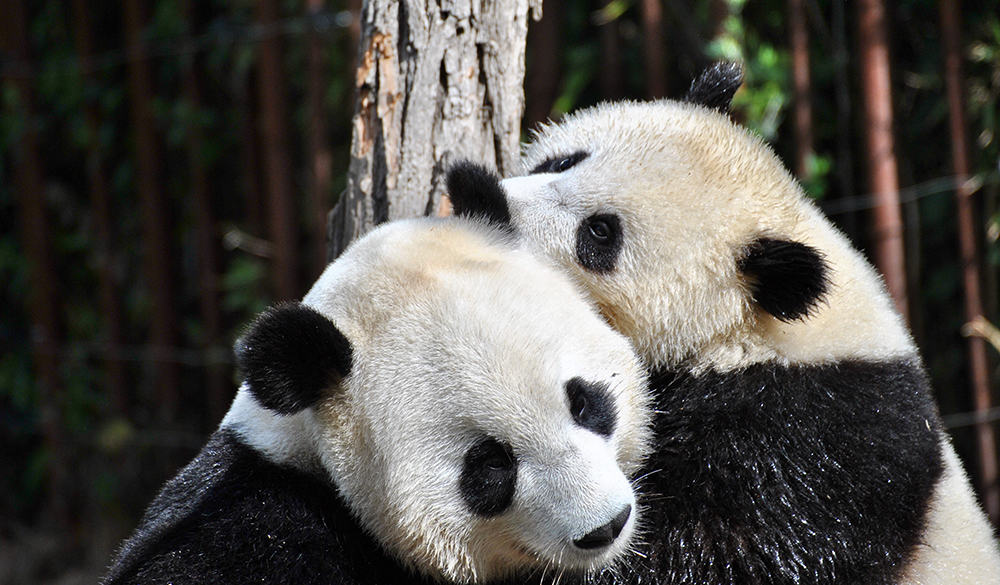 Two Pandas Finally Mated After A Decade Amid COVID 19