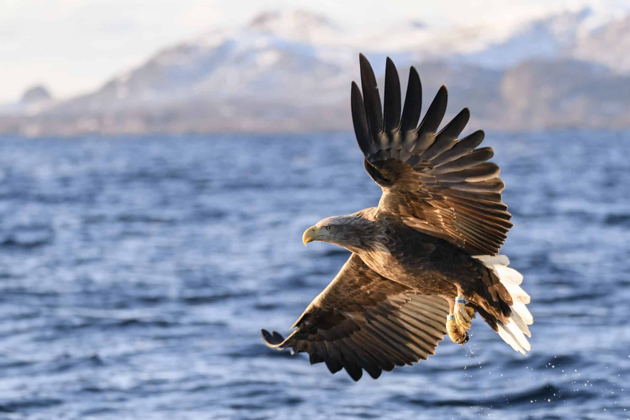 white tailed eagles seen after years-1