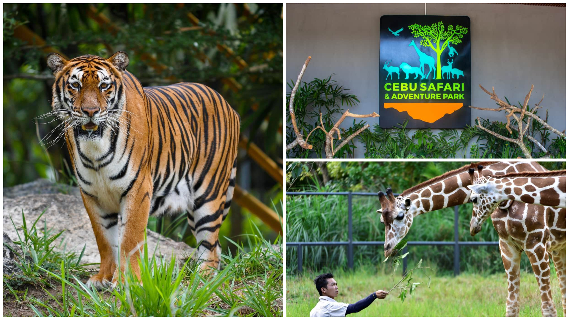 1 cebu safari adventure park reopening