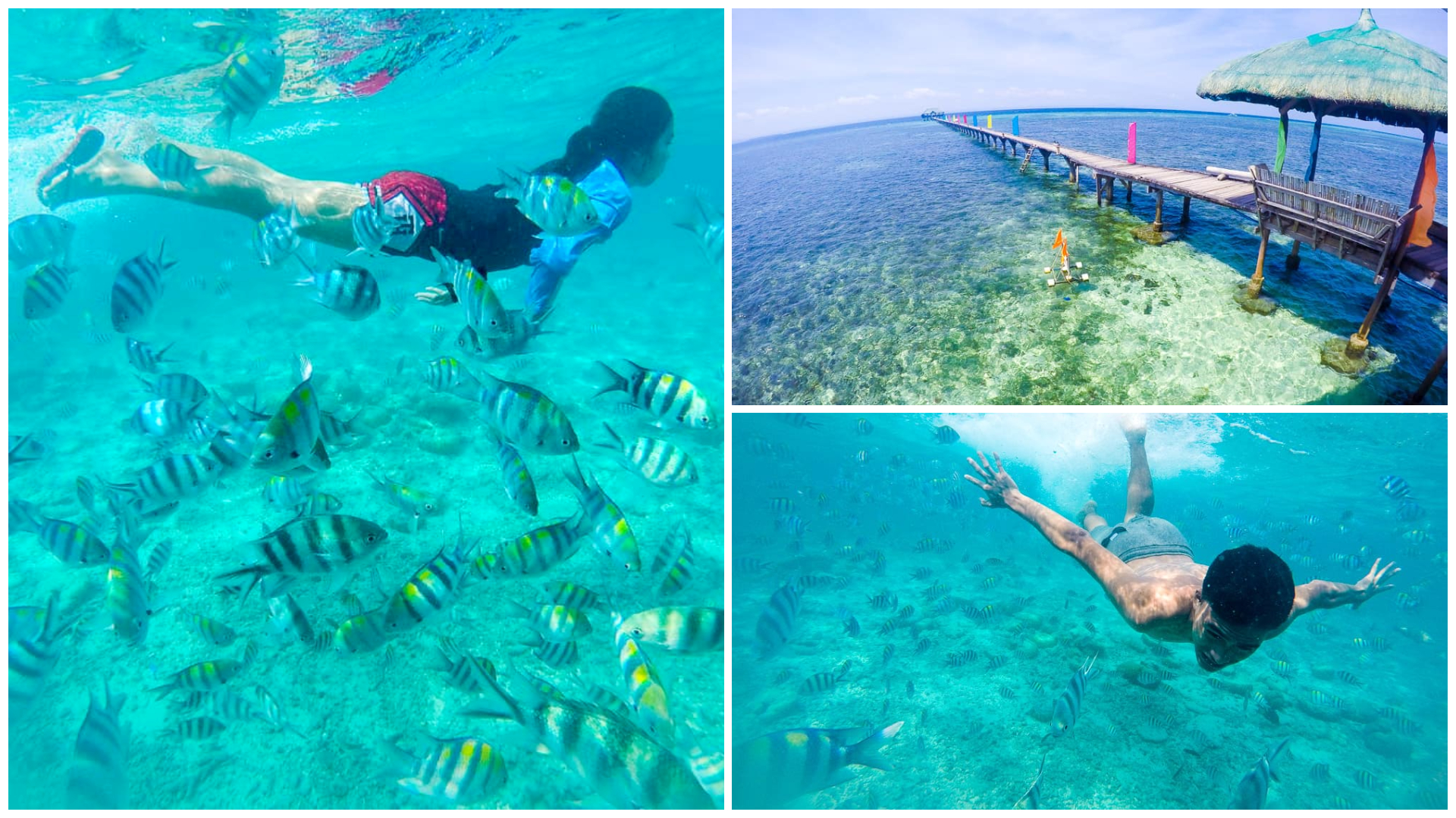 1 marine sanctuaries in cebu