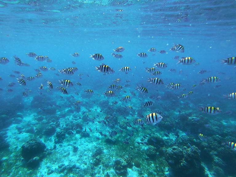 Underwater Wonders: 5 Marine Sanctuaries in Cebu