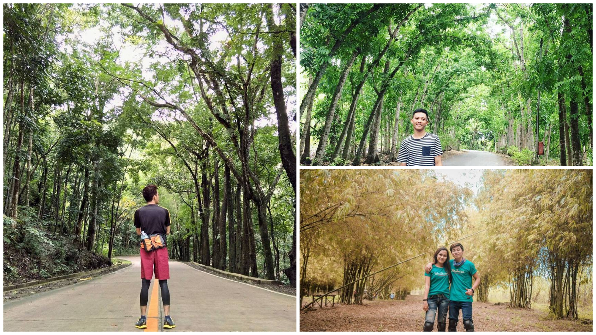 1 manmade forests in cebu