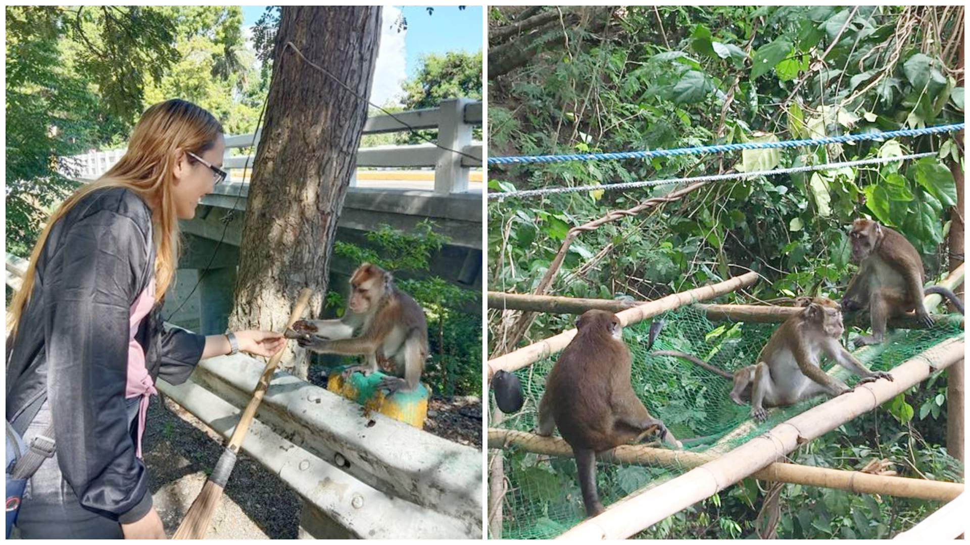 1 Wild Monkey Viewing Oslob Cebu