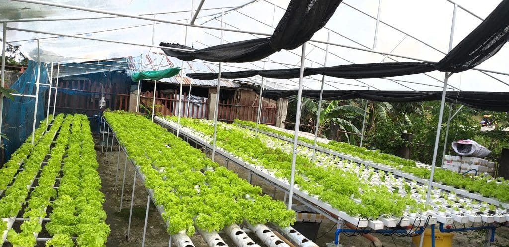 Couple In Medellin Grows Fresh Lettuce In A Cup Through Hydroponics Now A Highly Profitable 0564