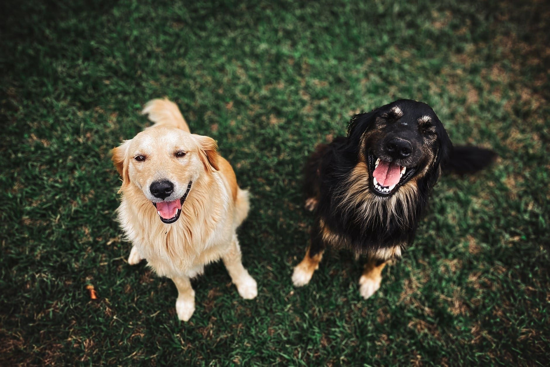 two long coated brown and black dogs