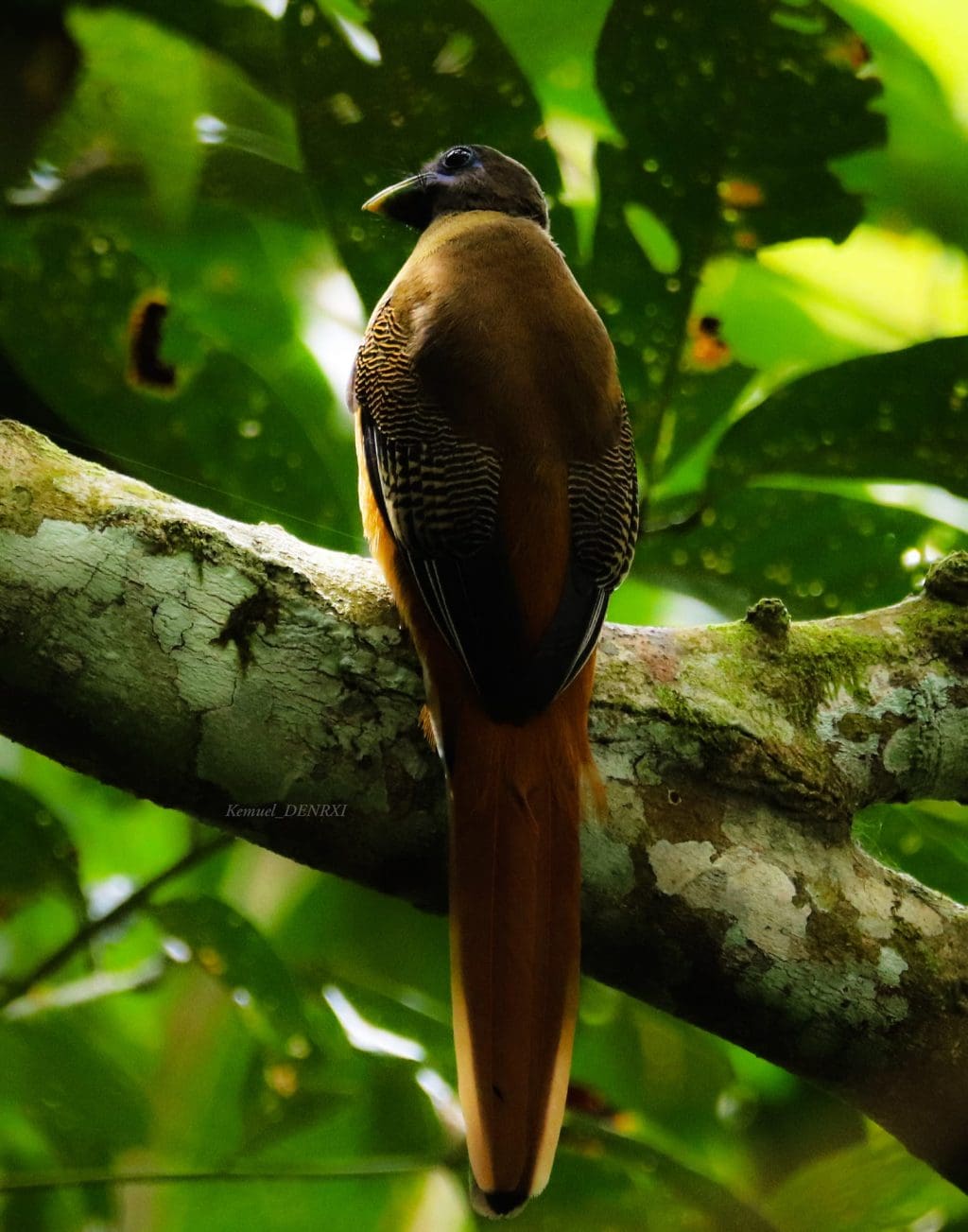 Myth in Real Life: Ibong Adarna Recently Spotted in Mindanao