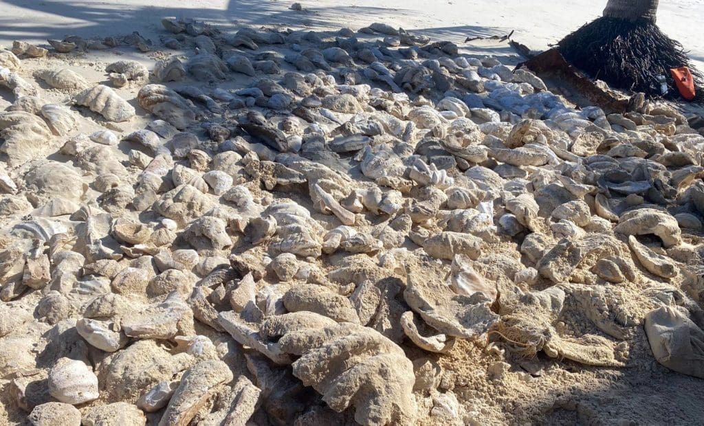 ₱8.1 Million Worth of Fossilized Giant Clam Shells Recovered in Palawan
