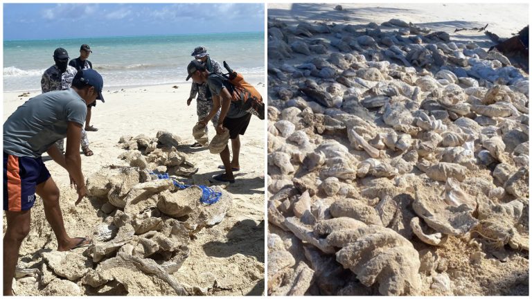 ₱8.1 Million Worth of Fossilized Giant Clam Shells Recovered in Palawan