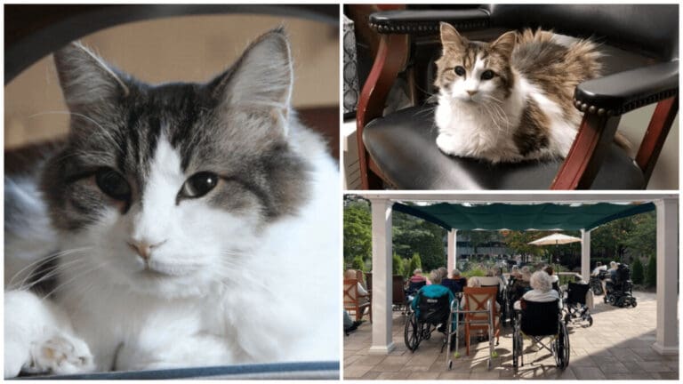 Oscar, the Extraordinary Hospice Cat Who Could Predict Death