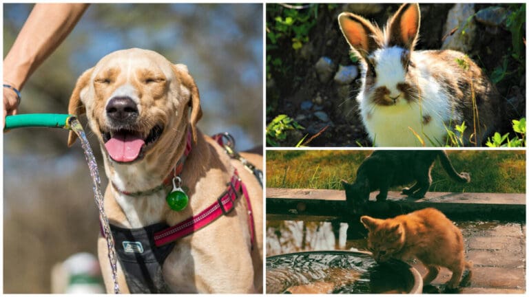 Heated Up: Signs Your Pet May Be Having a Heatstroke