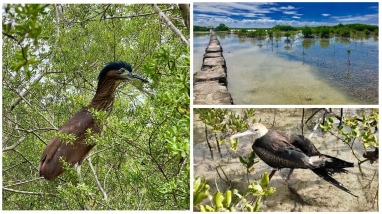 A Symphony of Birds: Olango Island’s Rufous Night-Heron and other Birds