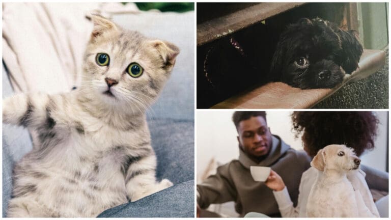 Meow, Aww, Moo—Chinese AI Might Soon Translate Them Into Words